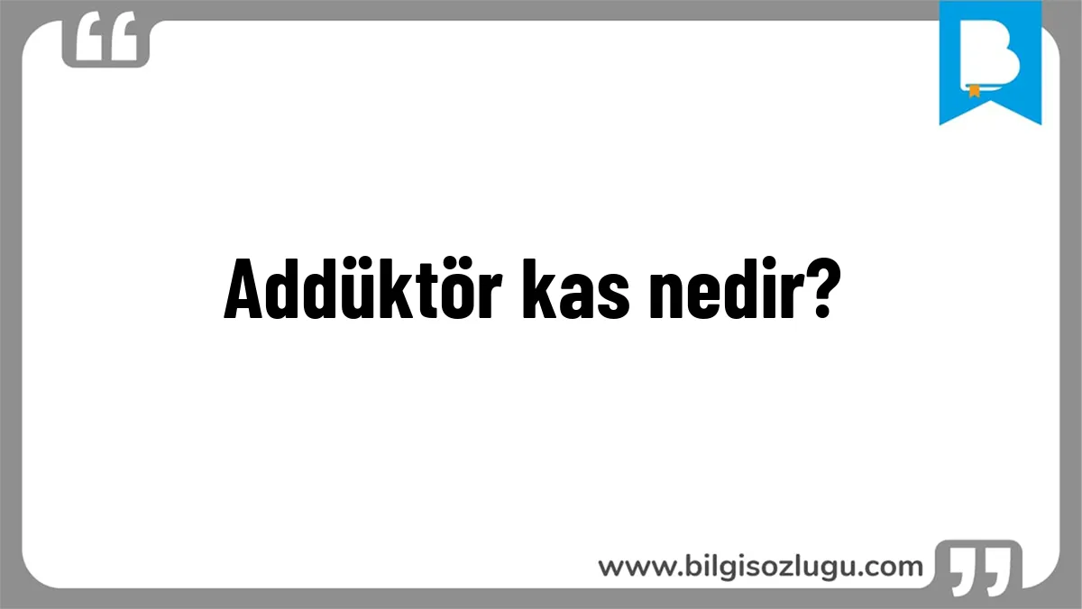 Addüktör kas nedir?