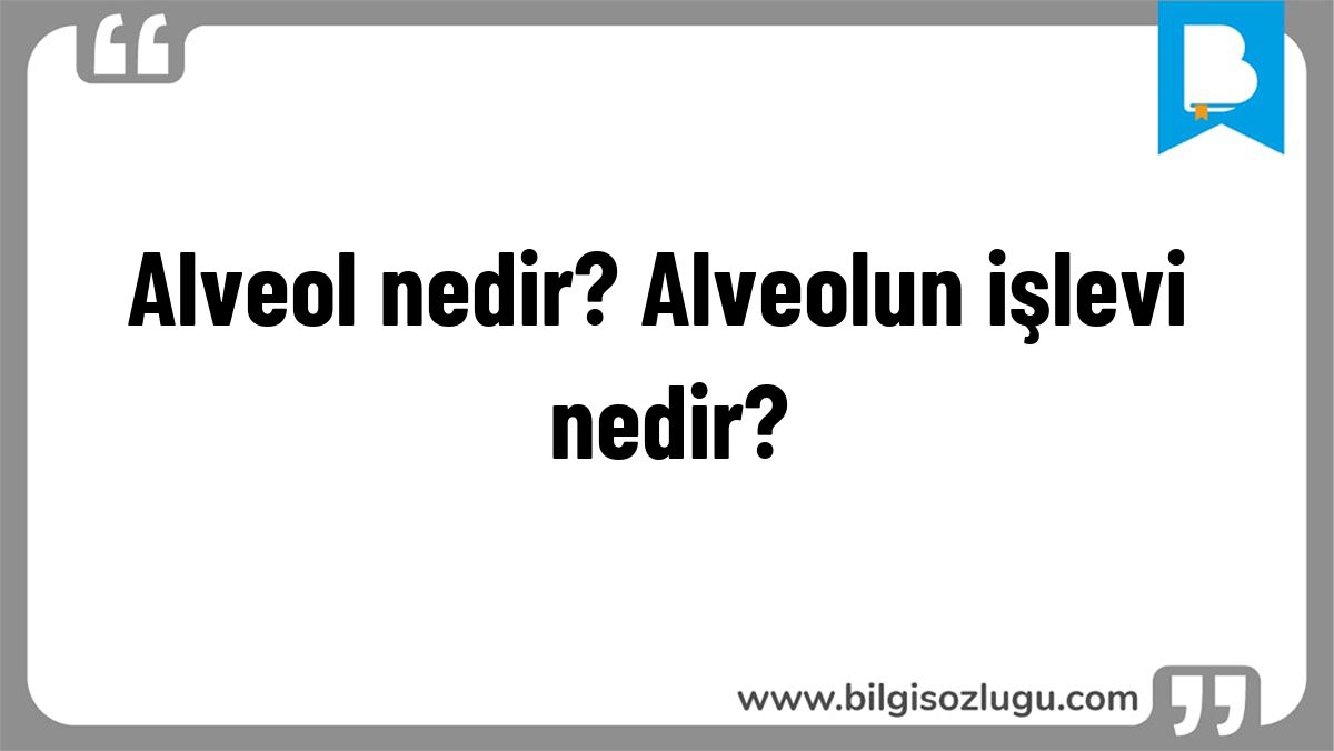 Alveol nedir? Alveolun işlevi nedir?