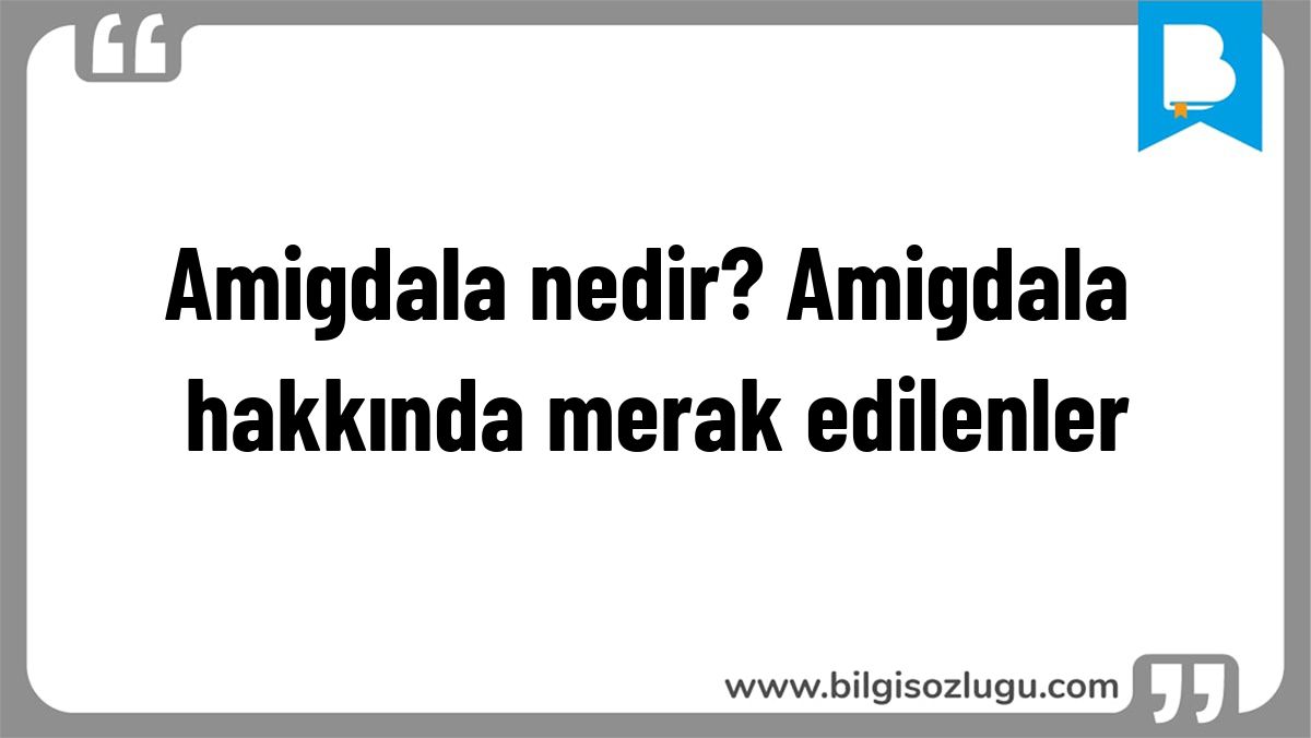 Amigdala nedir? Amigdala hakkında merak edilenler