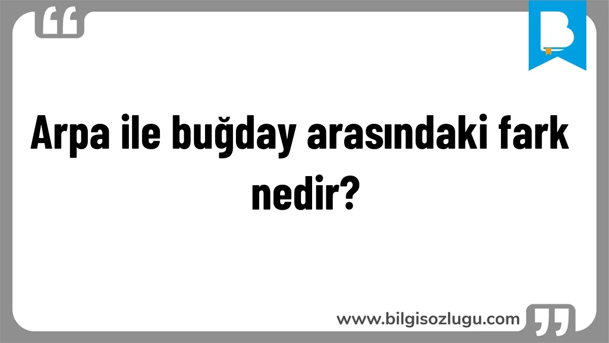 Arpa ile buğday arasındaki fark nedir?
