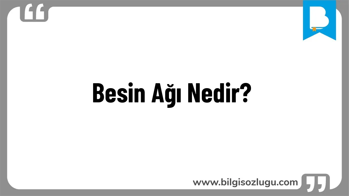 Besin Ağı Nedir?