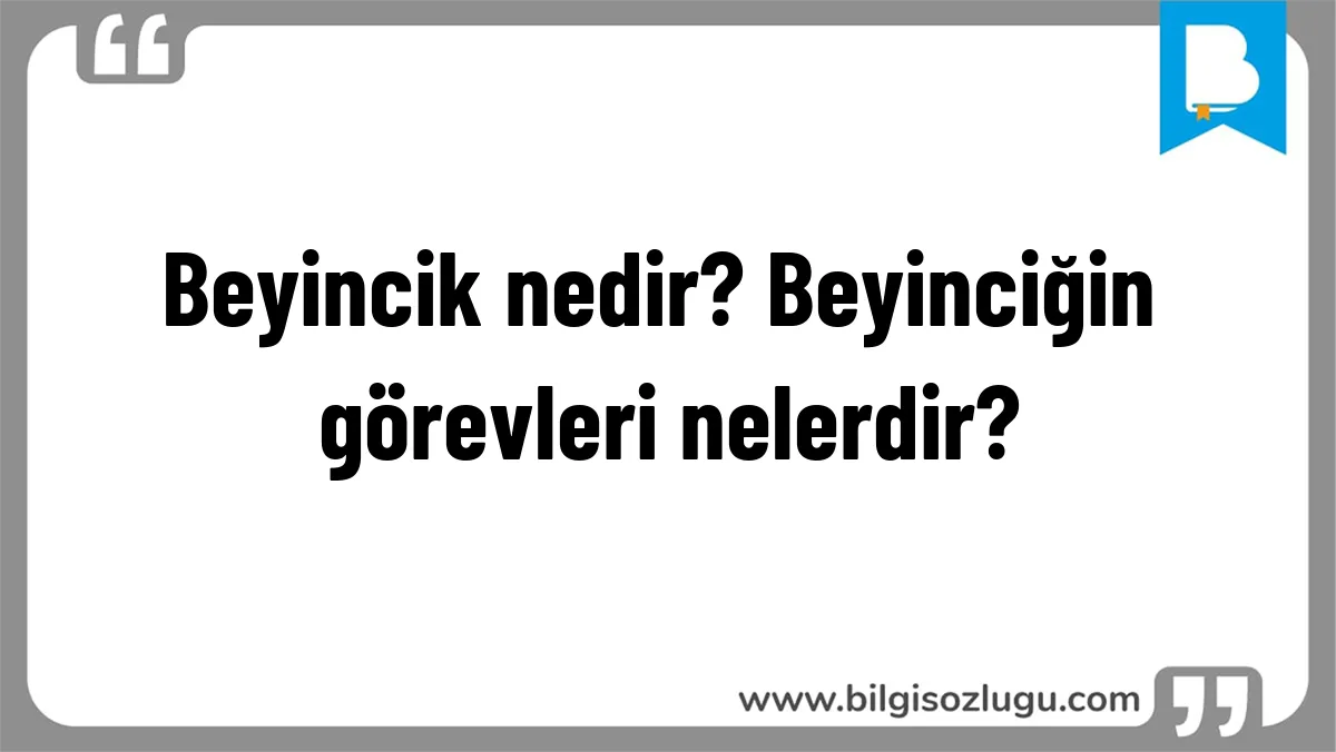 Beyincik nedir? Beyinciğin görevleri nelerdir?