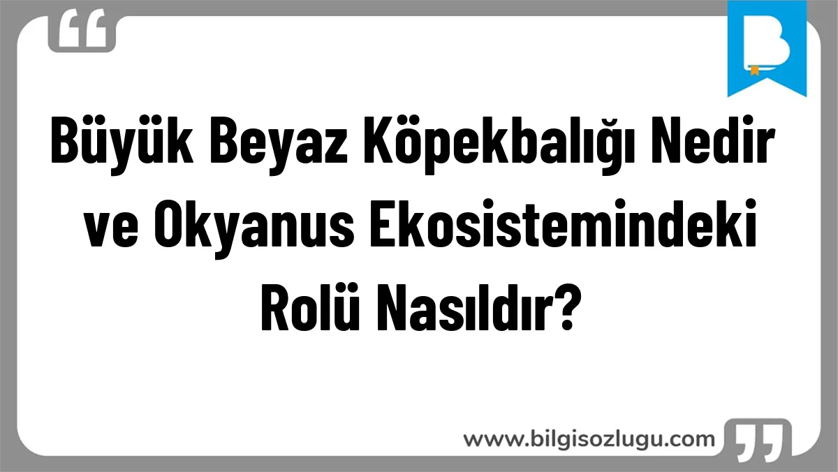 Büyük Beyaz Köpekbalığı Nedir ve Okyanus Ekosistemindeki Rolü Nasıldır?