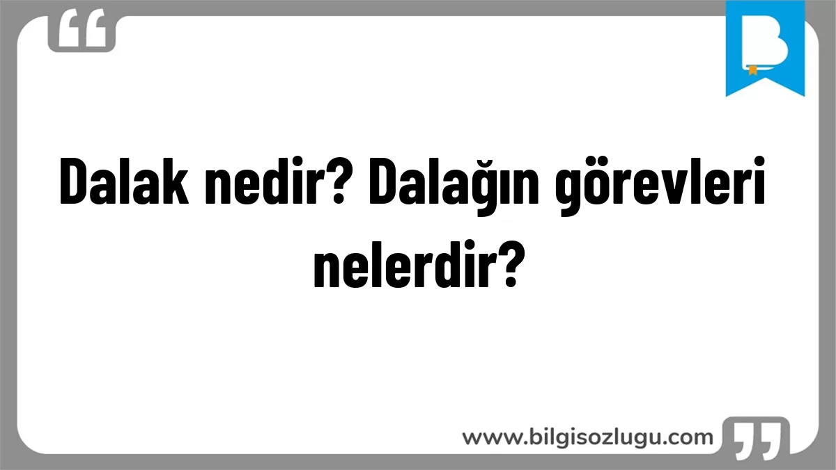 Dalak nedir? Dalağın görevleri nelerdir?