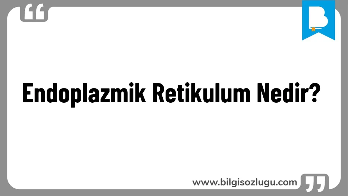 Endoplazmik Retikulum Nedir?