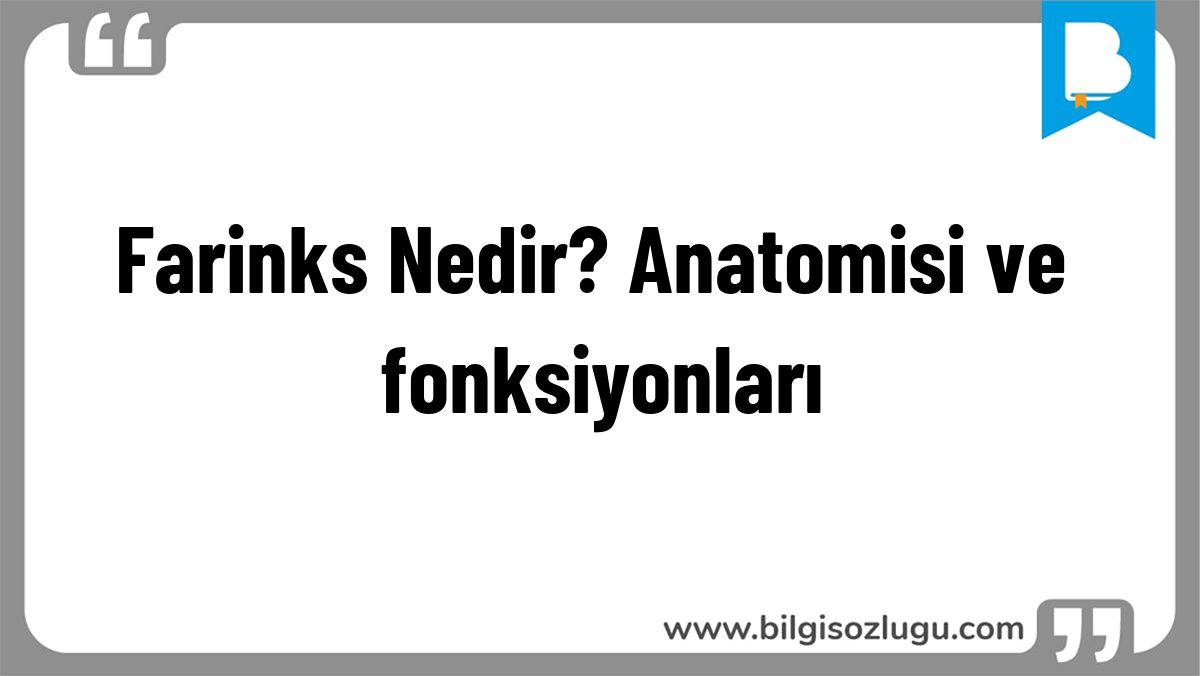 Farinks Nedir? Anatomisi ve fonksiyonları