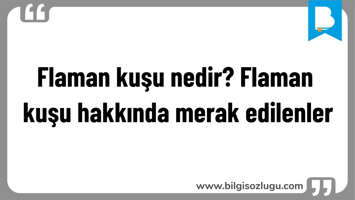 Flaman kuşu nedir? Flaman kuşu hakkında merak edilenler