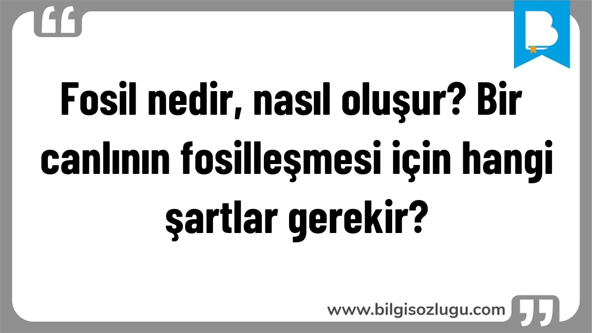 Fosil nedir, nasıl oluşur? Bir canlının fosilleşmesi için hangi şartlar gerekir?