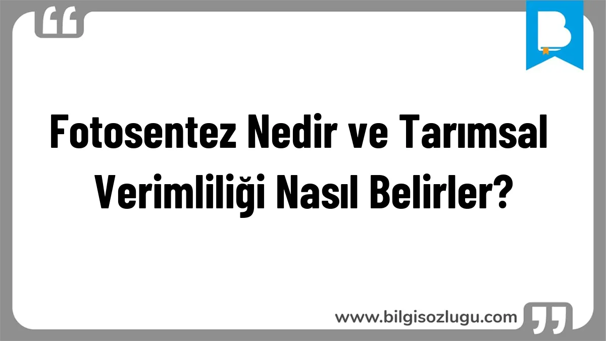 Fotosentez Nedir ve Tarımsal Verimliliği Nasıl Belirler?