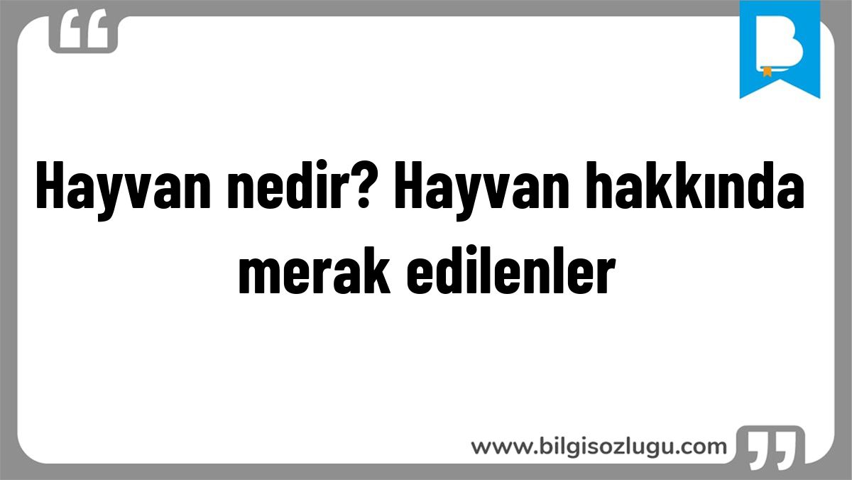 Hayvan nedir? Hayvan hakkında merak edilenler