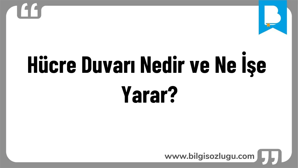 Hücre Duvarı Nedir ve Ne İşe Yarar?