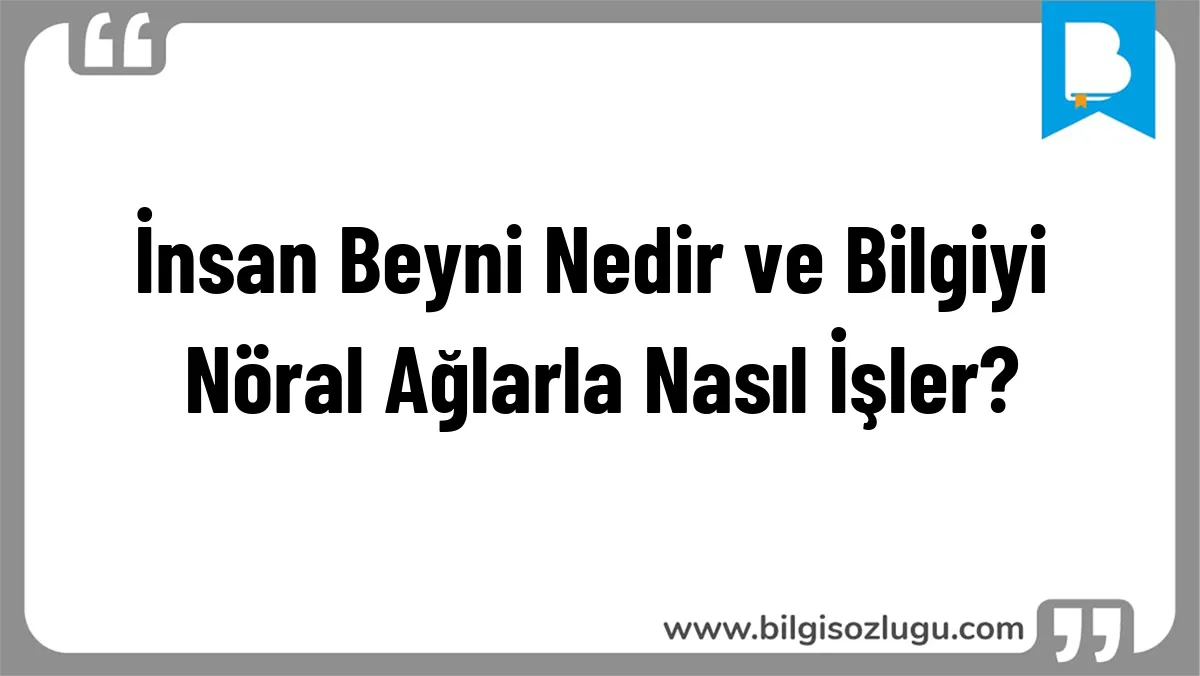 İnsan Beyni Nedir ve Bilgiyi Nöral Ağlarla Nasıl İşler?