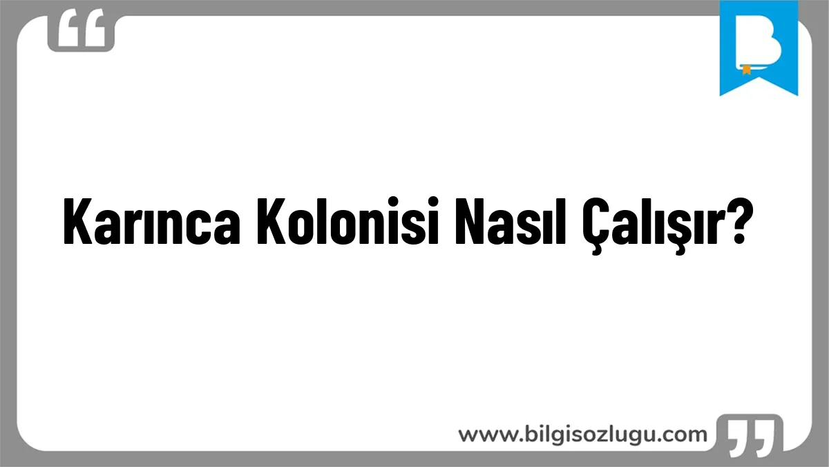 Karınca Kolonisi Nasıl Çalışır?