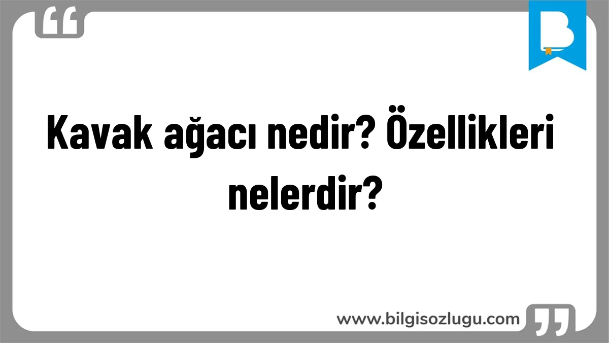 Kavak ağacı nedir? Özellikleri nelerdir?