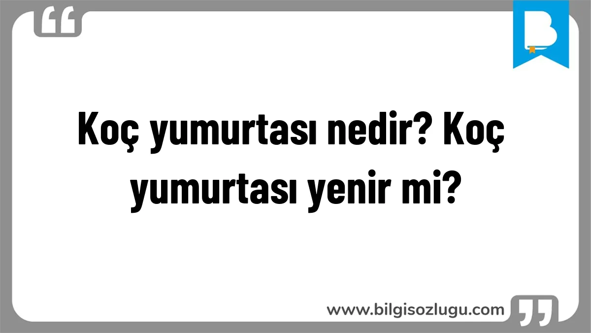 Koç yumurtası nedir? Koç yumurtası yenir mi?