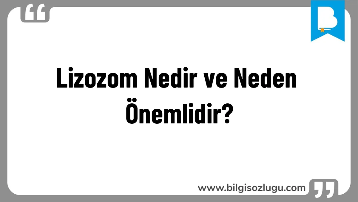 Lizozom Nedir ve Neden Önemlidir?