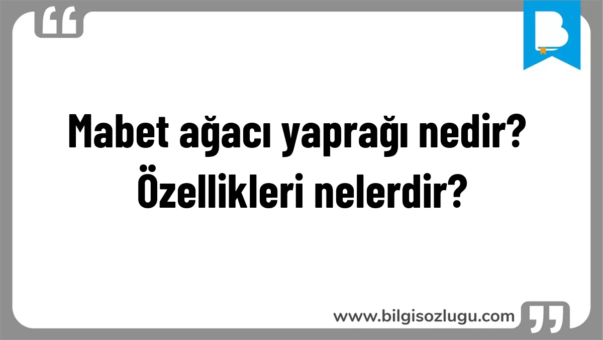 Mabet ağacı yaprağı nedir? Özellikleri nelerdir?