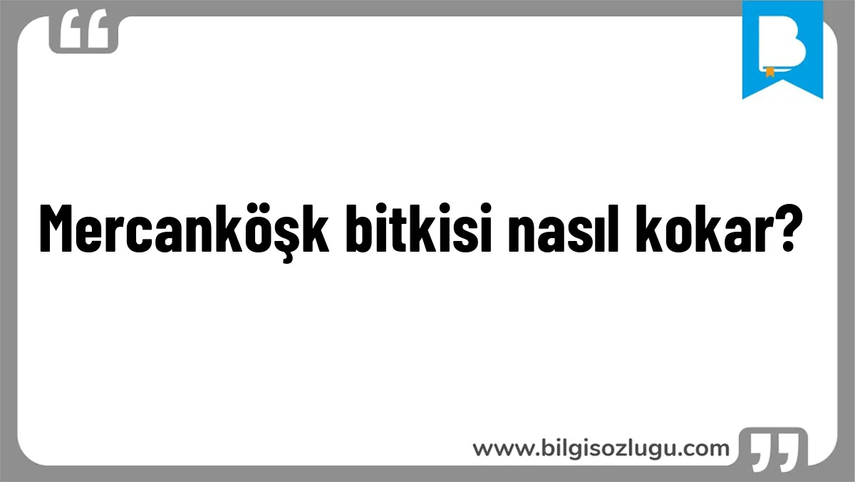 Mercanköşk bitkisi nasıl kokar?