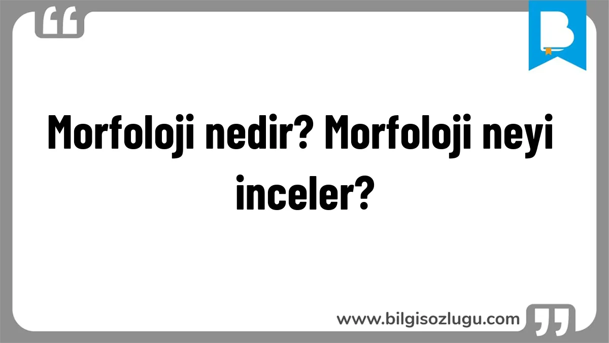 Morfoloji nedir? Morfoloji neyi inceler?
