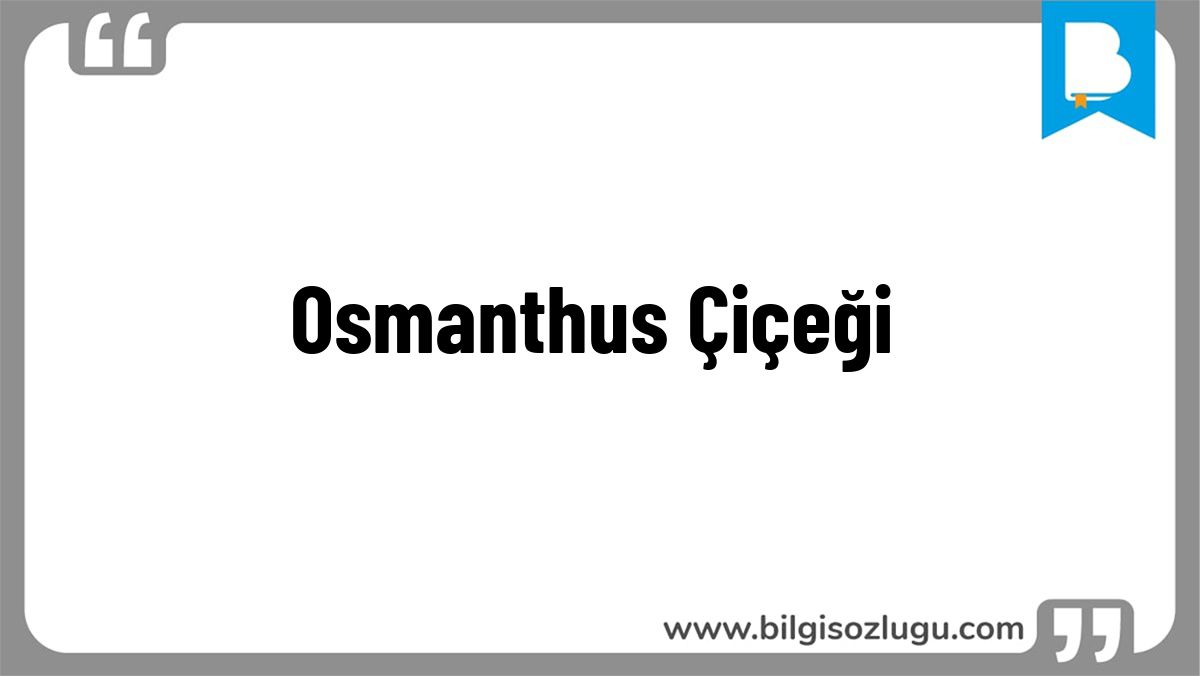 Osmanthus Çiçeği