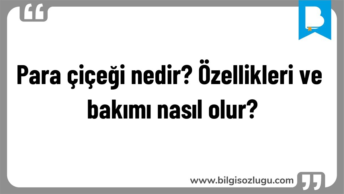 Para çiçeği nedir? Özellikleri ve bakımı nasıl olur?