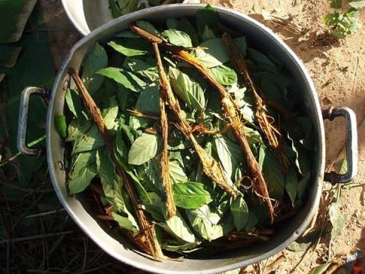 Ayahuasca Çayı nedir? Faydaları ve zararları nelerdir? Ayahuasca Çayı hakkında merak edilenler