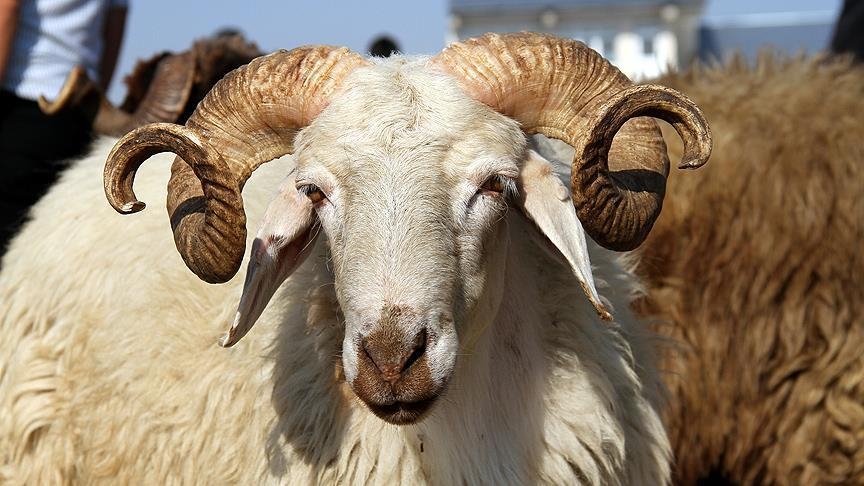 Kurban Bayramı nedir? Kurban bayramının tarihçesi