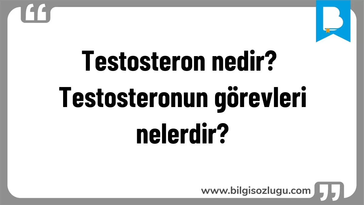 Testosteron nedir? Testosteronun görevleri nelerdir?
